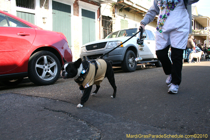 Mystic-Krewe-of-Barkus-Mardi-Gras-2010-French-Quarter-5003