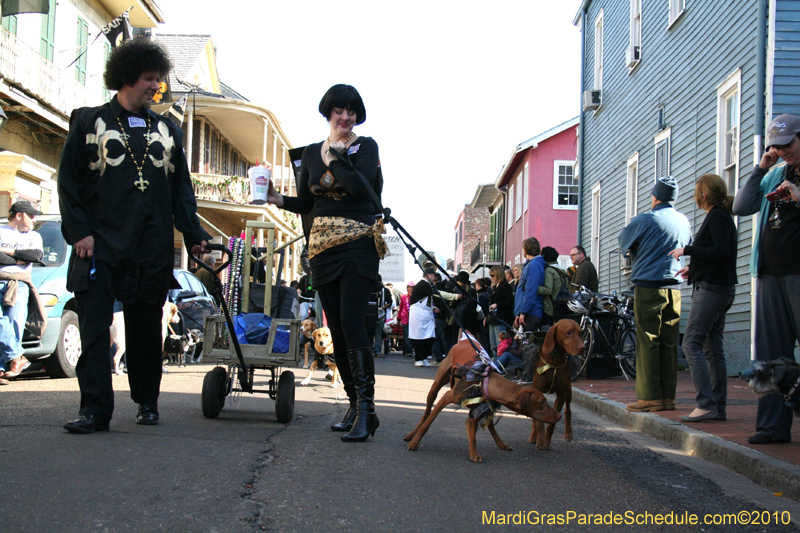 Mystic-Krewe-of-Barkus-Mardi-Gras-2010-French-Quarter-5005