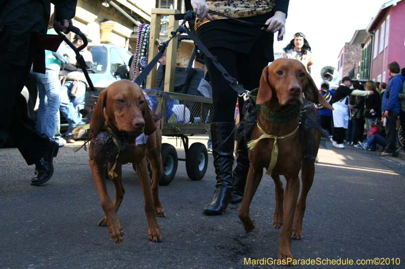 Mystic-Krewe-of-Barkus-Mardi-Gras-2010-French-Quarter-5006