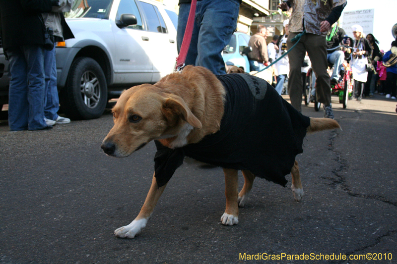 Mystic-Krewe-of-Barkus-Mardi-Gras-2010-French-Quarter-5007