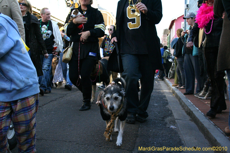 Mystic-Krewe-of-Barkus-Mardi-Gras-2010-French-Quarter-5016