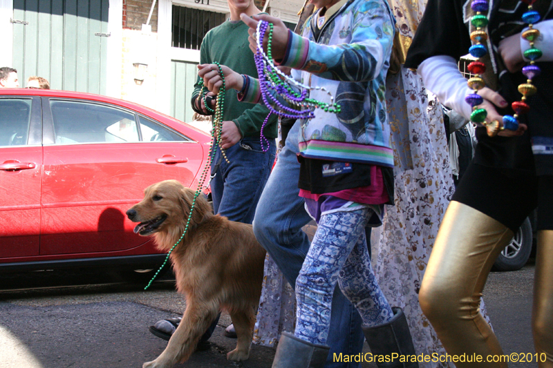 Mystic-Krewe-of-Barkus-Mardi-Gras-2010-French-Quarter-5018