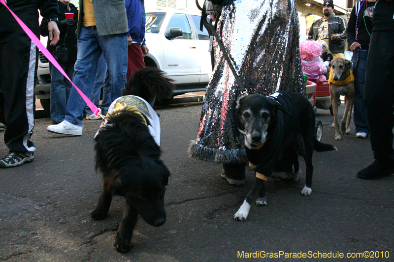 Mystic-Krewe-of-Barkus-Mardi-Gras-2010-French-Quarter-5019