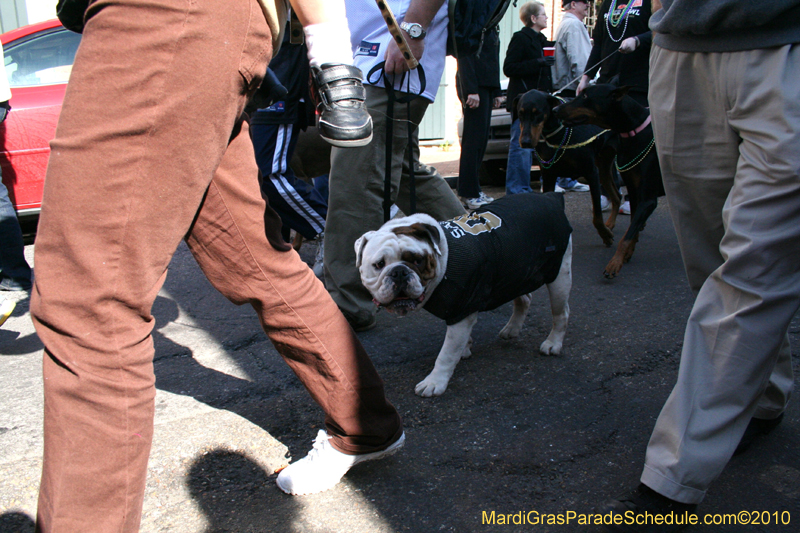 Mystic-Krewe-of-Barkus-Mardi-Gras-2010-French-Quarter-5022