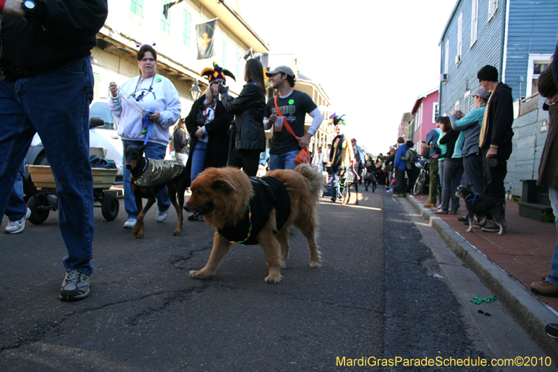 Mystic-Krewe-of-Barkus-Mardi-Gras-2010-French-Quarter-5023