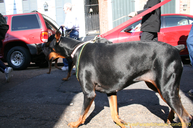 Mystic-Krewe-of-Barkus-Mardi-Gras-2010-French-Quarter-5024