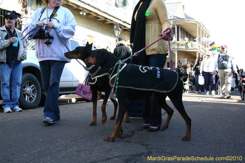 Mystic-Krewe-of-Barkus-Mardi-Gras-2010-French-Quarter-5025