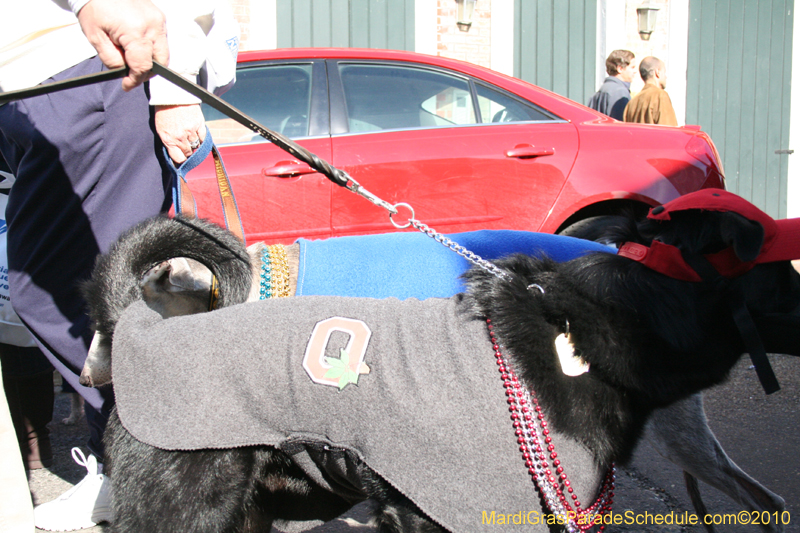 Mystic-Krewe-of-Barkus-Mardi-Gras-2010-French-Quarter-5027