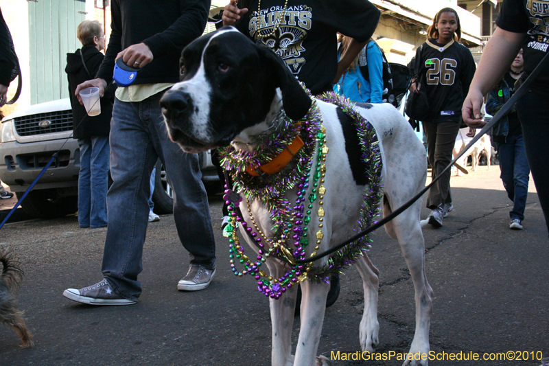 Mystic-Krewe-of-Barkus-Mardi-Gras-2010-French-Quarter-5028