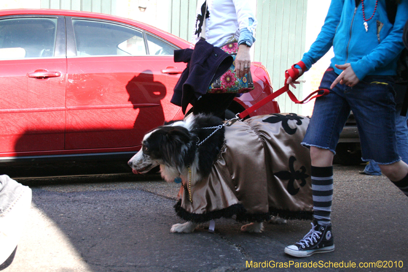 Mystic-Krewe-of-Barkus-Mardi-Gras-2010-French-Quarter-5029