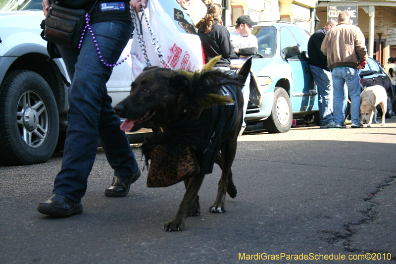 Mystic-Krewe-of-Barkus-Mardi-Gras-2010-French-Quarter-5030