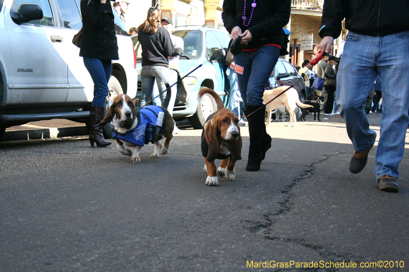 Mystic-Krewe-of-Barkus-Mardi-Gras-2010-French-Quarter-5031