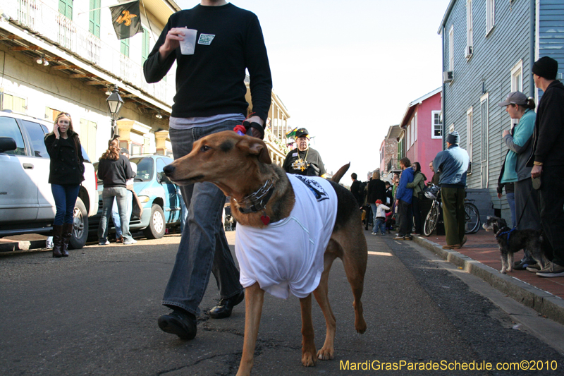 Mystic-Krewe-of-Barkus-Mardi-Gras-2010-French-Quarter-5032