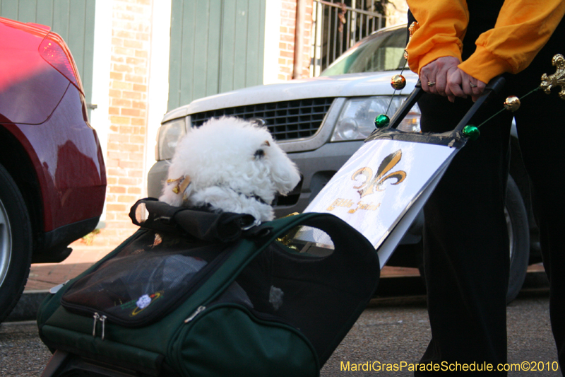 Mystic-Krewe-of-Barkus-Mardi-Gras-2010-French-Quarter-5033