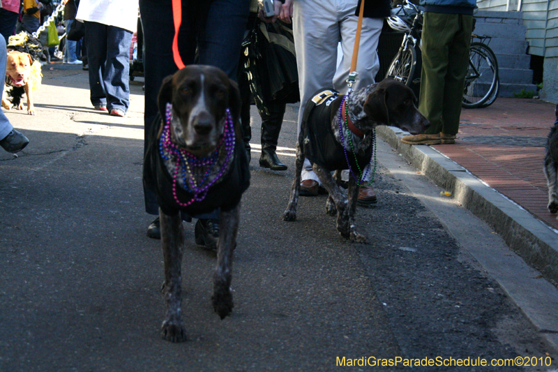 Mystic-Krewe-of-Barkus-Mardi-Gras-2010-French-Quarter-5035