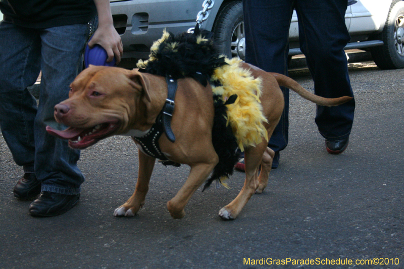 Mystic-Krewe-of-Barkus-Mardi-Gras-2010-French-Quarter-5037