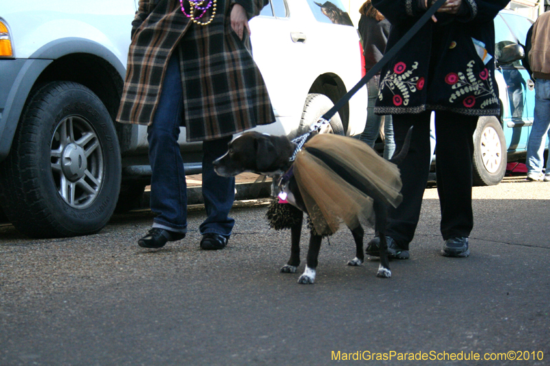 Mystic-Krewe-of-Barkus-Mardi-Gras-2010-French-Quarter-5043