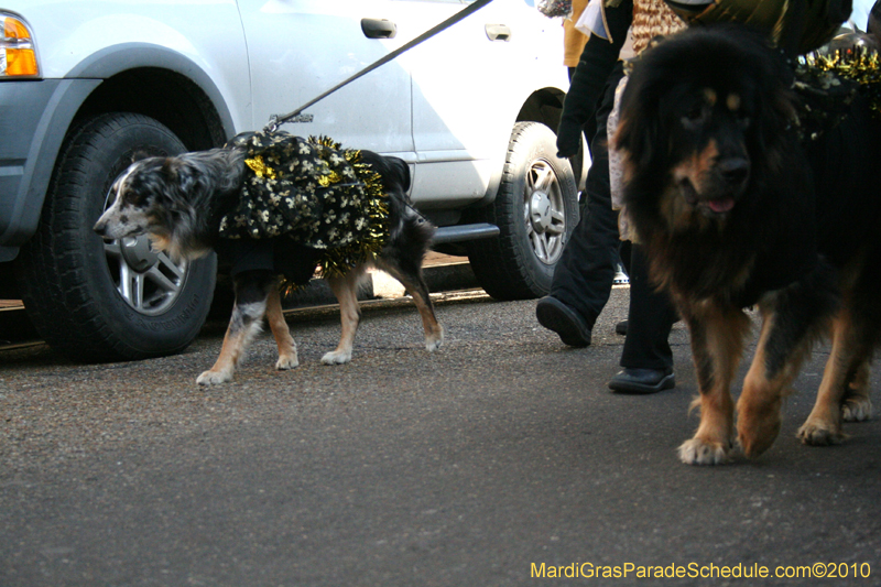 Mystic-Krewe-of-Barkus-Mardi-Gras-2010-French-Quarter-5046