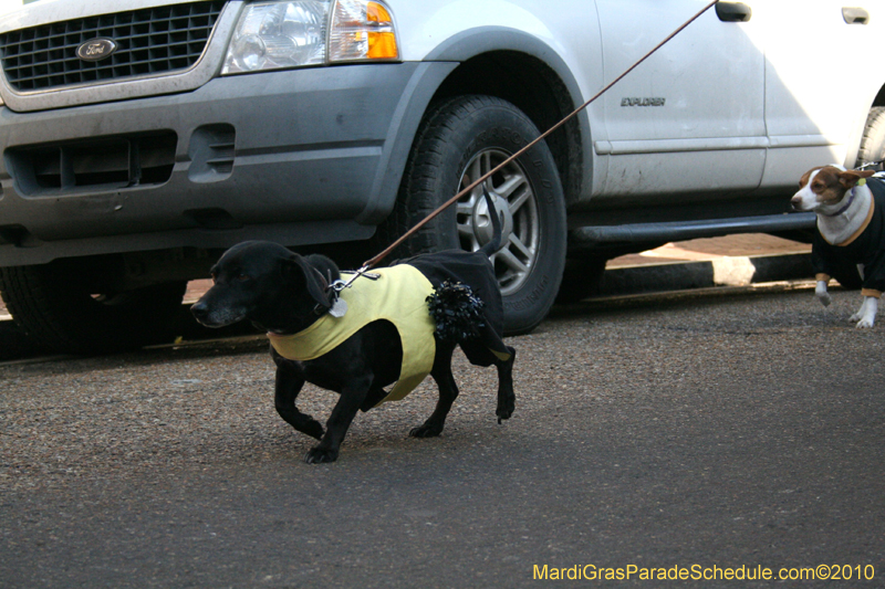 Mystic-Krewe-of-Barkus-Mardi-Gras-2010-French-Quarter-5048