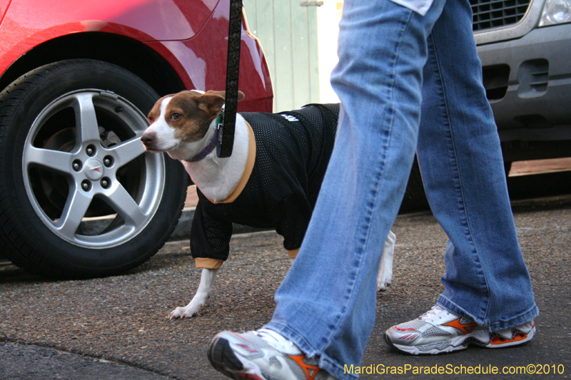 Mystic-Krewe-of-Barkus-Mardi-Gras-2010-French-Quarter-5049