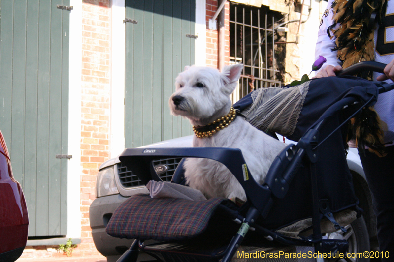 Mystic-Krewe-of-Barkus-Mardi-Gras-2010-French-Quarter-5052