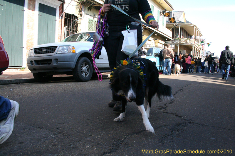 Mystic-Krewe-of-Barkus-Mardi-Gras-2010-French-Quarter-5055