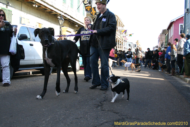 Mystic-Krewe-of-Barkus-Mardi-Gras-2010-French-Quarter-5057