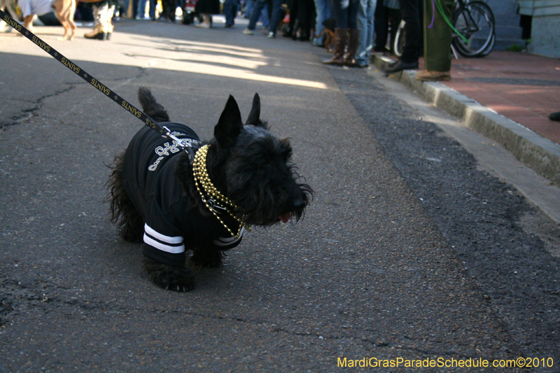 Mystic-Krewe-of-Barkus-Mardi-Gras-2010-French-Quarter-5058