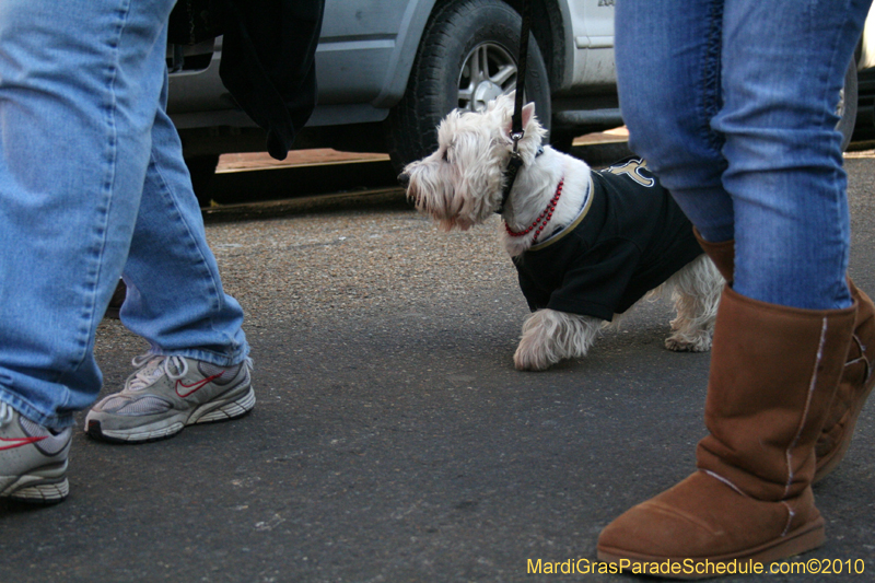 Mystic-Krewe-of-Barkus-Mardi-Gras-2010-French-Quarter-5059