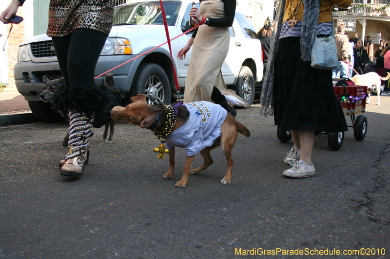 Mystic-Krewe-of-Barkus-Mardi-Gras-2010-French-Quarter-5060