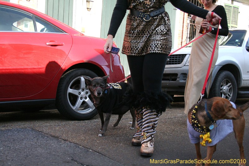 Mystic-Krewe-of-Barkus-Mardi-Gras-2010-French-Quarter-5061