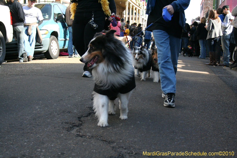 Mystic-Krewe-of-Barkus-Mardi-Gras-2010-French-Quarter-5062