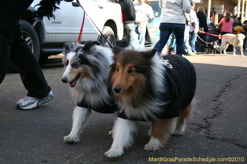 Mystic-Krewe-of-Barkus-Mardi-Gras-2010-French-Quarter-5063