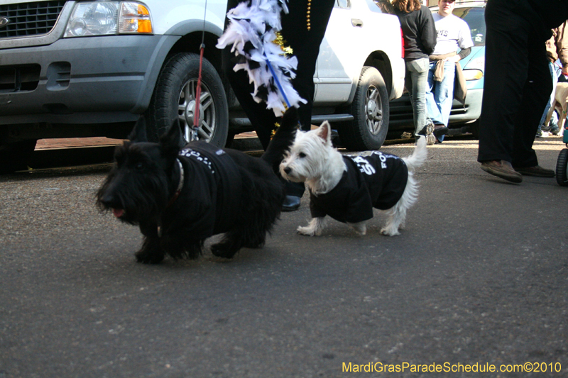 Mystic-Krewe-of-Barkus-Mardi-Gras-2010-French-Quarter-5064