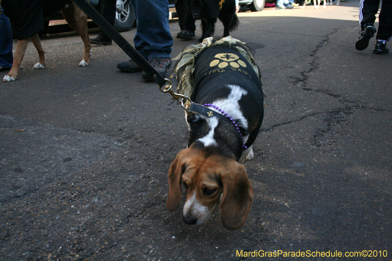 Mystic-Krewe-of-Barkus-Mardi-Gras-2010-French-Quarter-5067