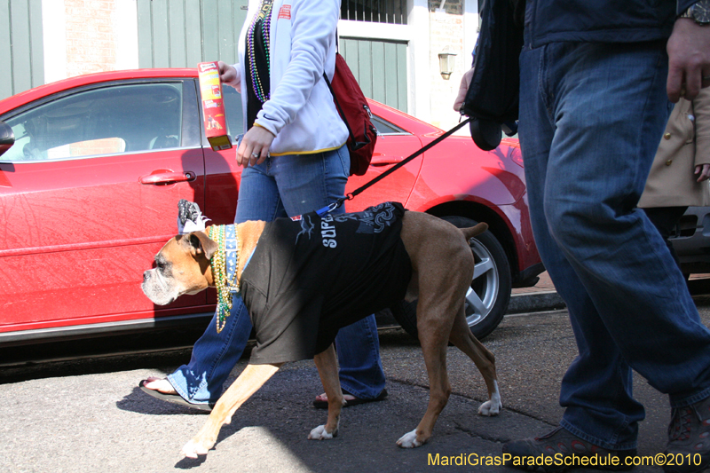 Mystic-Krewe-of-Barkus-Mardi-Gras-2010-French-Quarter-5068