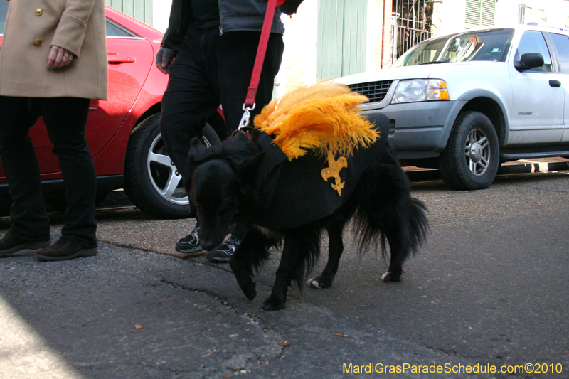 Mystic-Krewe-of-Barkus-Mardi-Gras-2010-French-Quarter-5069