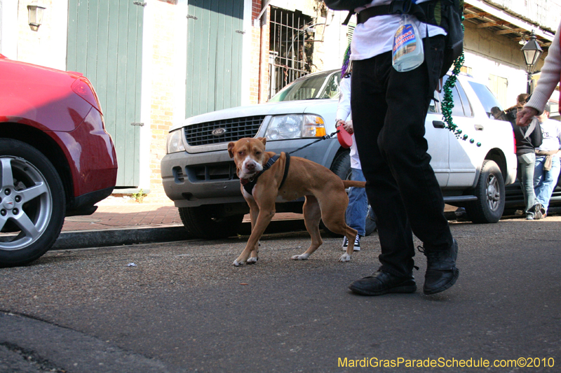 Mystic-Krewe-of-Barkus-Mardi-Gras-2010-French-Quarter-5071