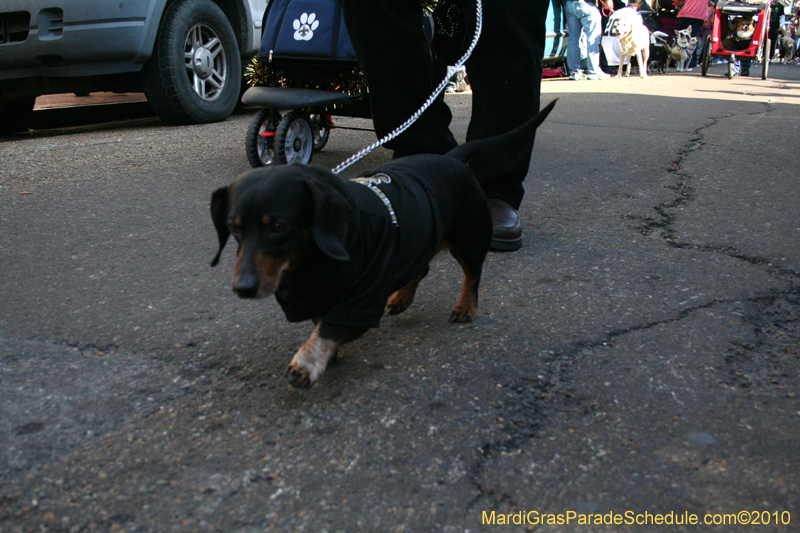 Mystic-Krewe-of-Barkus-Mardi-Gras-2010-French-Quarter-5072