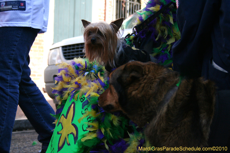 Mystic-Krewe-of-Barkus-Mardi-Gras-2010-French-Quarter-5074