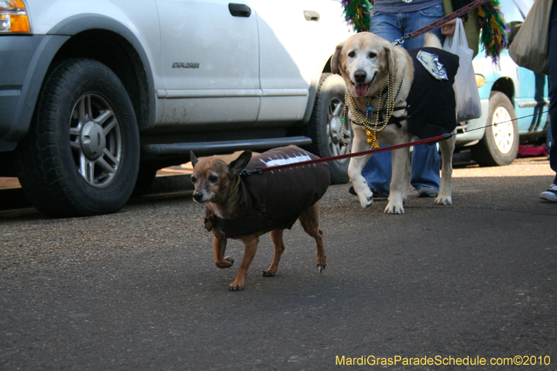 Mystic-Krewe-of-Barkus-Mardi-Gras-2010-French-Quarter-5075