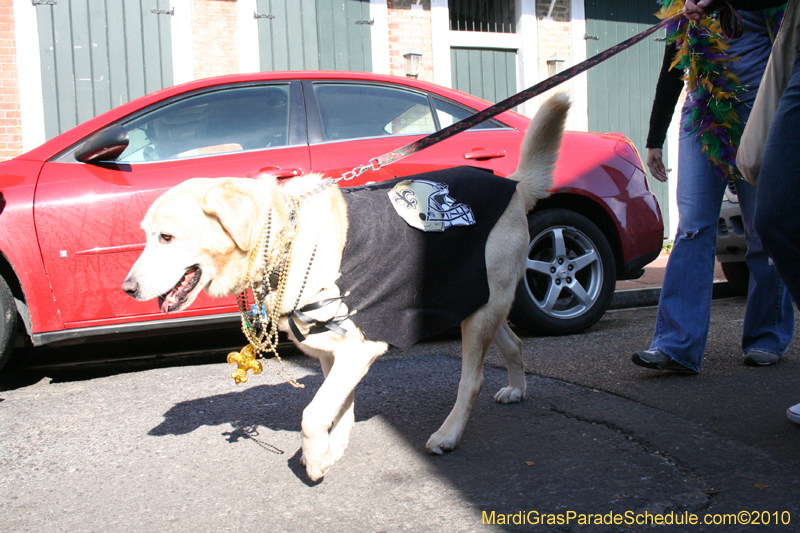 Mystic-Krewe-of-Barkus-Mardi-Gras-2010-French-Quarter-5076