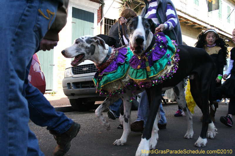 Mystic-Krewe-of-Barkus-Mardi-Gras-2010-French-Quarter-5079