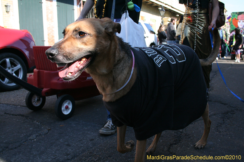 Mystic-Krewe-of-Barkus-Mardi-Gras-2010-French-Quarter-5083