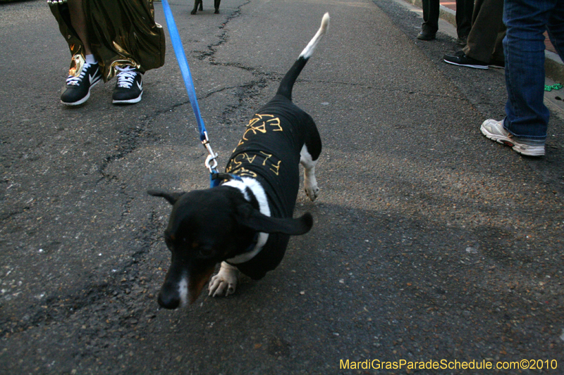 Mystic-Krewe-of-Barkus-Mardi-Gras-2010-French-Quarter-5084