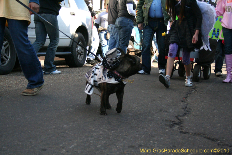 Mystic-Krewe-of-Barkus-Mardi-Gras-2010-French-Quarter-5085