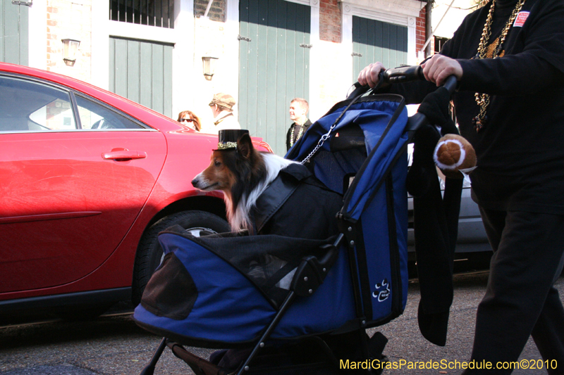 Mystic-Krewe-of-Barkus-Mardi-Gras-2010-French-Quarter-5087