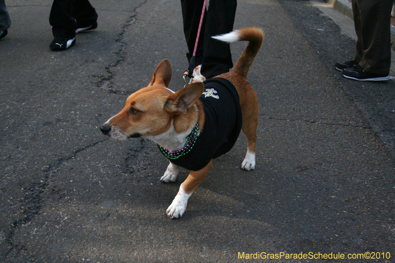 Mystic-Krewe-of-Barkus-Mardi-Gras-2010-French-Quarter-5089