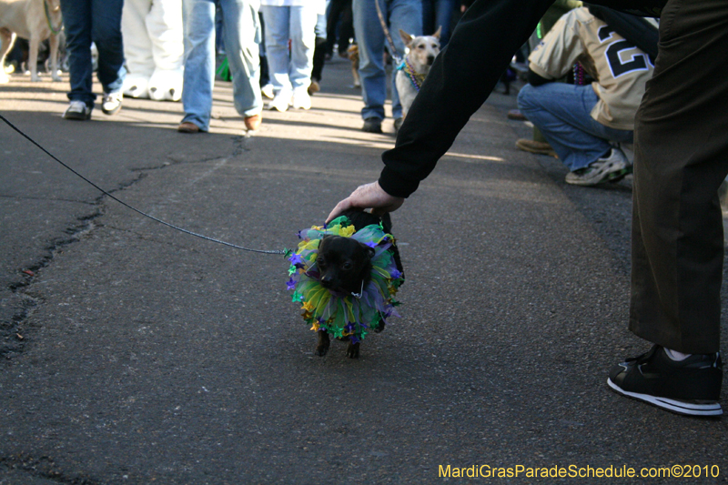 Mystic-Krewe-of-Barkus-Mardi-Gras-2010-French-Quarter-5091