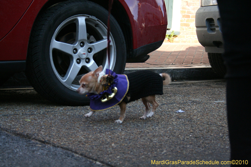 Mystic-Krewe-of-Barkus-Mardi-Gras-2010-French-Quarter-5092